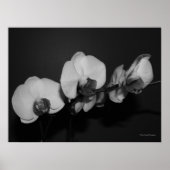 Poster orchidées noir et blanc (Devant)