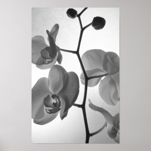 Poster Orchidées noires et blanches sur la tige (Devant)