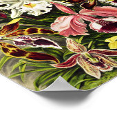 Poster Orchidées, Orchidée Denusblumen Ernst Haeckel (Coin)