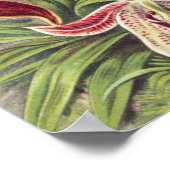 Poster Orchidées, Orchidée Denusblumen par Ernst Haeckel (Coin)