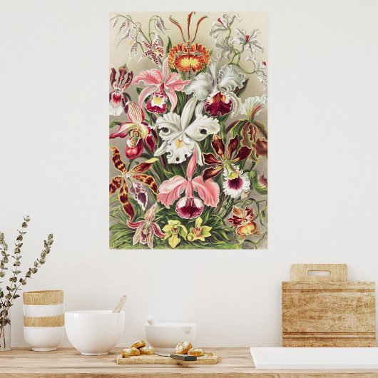 Poster Orchidées, Orchidée Denusblumen par Ernst Haeckel (Cuisine)