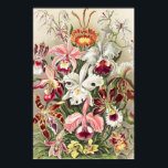 Poster Orchidées, Orchidée Denusblumen par Ernst Haeckel<br><div class="desc">Orchidées,  Orchideae Denusblumen par Ernst Haeckel Poster</div>