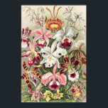 Poster Orchidées, Orchidée Denusblumen par Ernst Haeckel<br><div class="desc">Orchidées,  Orchideae Denusblumen par Ernst Haeckel Poster</div>