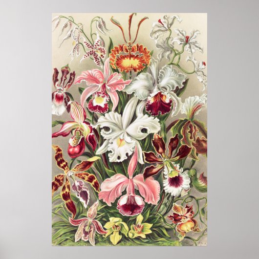 Poster Orchidées, Orchidée Denusblumen par Ernst Haeckel (Devant)