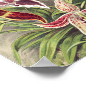 Poster Orchidées, Orchidée Denusblumen par Ernst Haeckel (Coin)