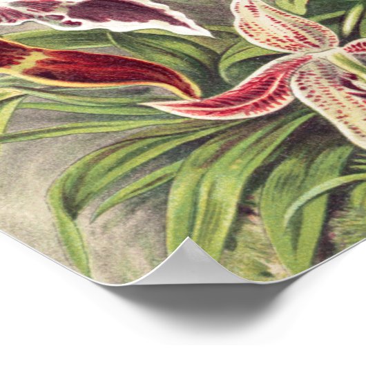 Poster Orchidées, Orchidée Denusblumen par Ernst Haeckel (Coin)