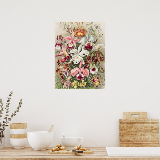 Poster Orchidées, Orchidée Denusblumen par Ernst Haeckel (Cuisine)