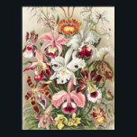 Poster Orchidées, Orchidée Denusblumen par Ernst Haeckel<br><div class="desc">Orchidées,  Orchideae Denusblumen par Ernst Haeckel Poster</div>