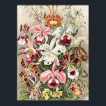 Poster Orchidées, Orchidée Denusblumen par Ernst Haeckel<br><div class="desc">Orchidées,  Orchideae Denusblumen par Ernst Haeckel Poster</div>