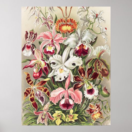 Poster Orchidées, Orchidée Denusblumen par Ernst Haeckel (Devant)