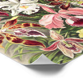 Poster Orchidées, Orchidée Denusblumen par Ernst Haeckel (Coin)