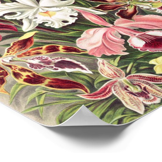 Poster Orchidées, Orchidée Denusblumen par Ernst Haeckel (Coin)