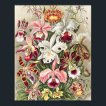 Poster Orchidées, Orchidée Denusblumen par Ernst Haeckel<br><div class="desc">Orchidées,  Orchideae Denusblumen par Ernst Haeckel Poster</div>