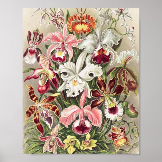 Poster Orchidées, Orchidée Denusblumen par Ernst Haeckel (Devant)
