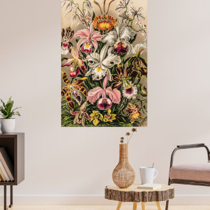 Poster Orchidées par Ernst Haeckel