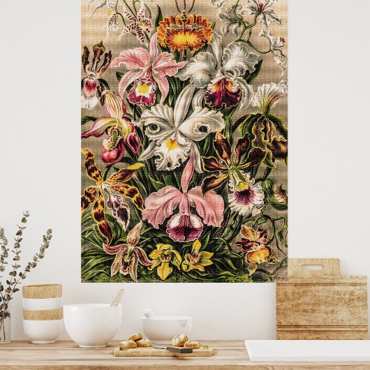 Poster Orchidées par Ernst Haeckel (Cuisine)