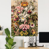 Poster Orchidées par Ernst Haeckel (Bureau à domicile)