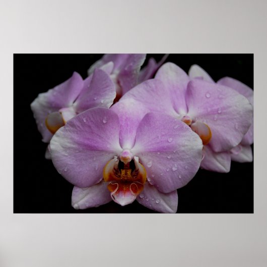 Poster Orchidées Phalaenopsis (Devant)