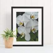 Poster Orchidées Phalaenopsis Blanche Floral