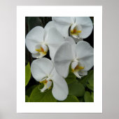 Poster Orchidées Phalaenopsis Blanche Floral (Devant)