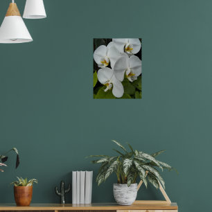Poster Orchidées Phalaenopsis blanches Floral