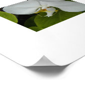 Poster Orchidées Phalaenopsis blanches Floral (Coin)