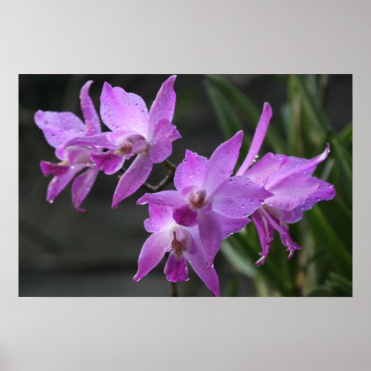 Poster Orchidées pourpres (Devant)