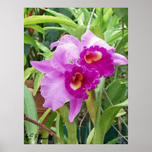 Orchidées pourpres de Cattleya