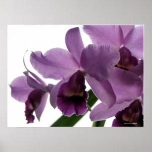 Poster Orchidées pourpres élégantes de Cattleya