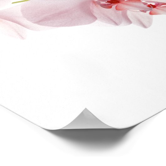 Poster Orchidées roses (Coin)