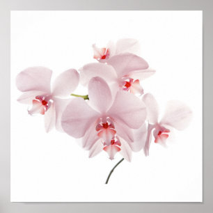 Poster Orchidées roses