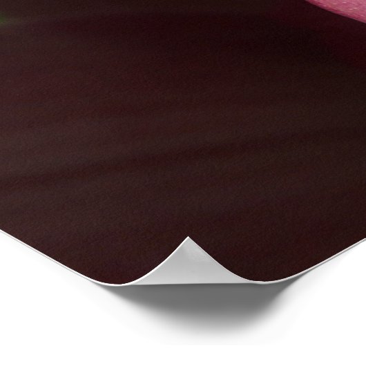 Poster Orchidées roses (Coin)