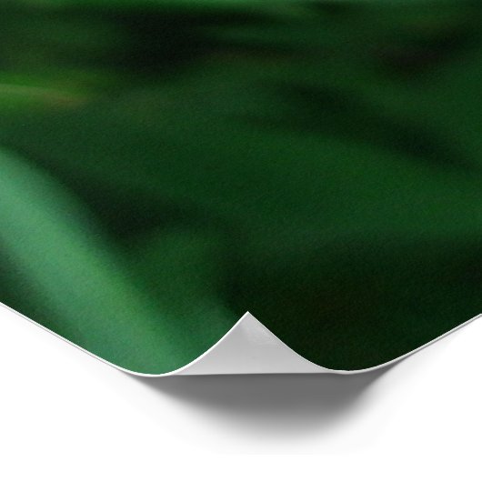 Poster Orchidées roses (Coin)