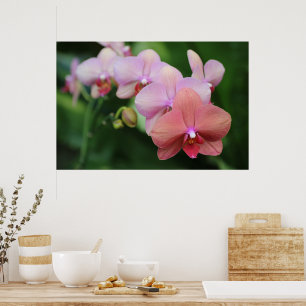 Poster Orchidées roses simples et élégantes, botanique fl