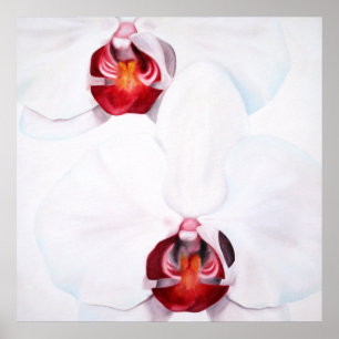 Poster Orchidées rouges chic grand imprimé 24x24