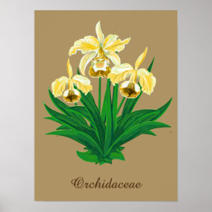 Poster Orchidées sauvages - Orchidées jaunes dorées et fe
