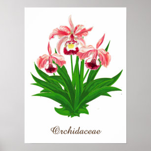 Poster Orchidées sauvages - Orchidées roses corail et feu