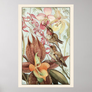 Poster Orchidées tropicales vintage, fleurs et colibris