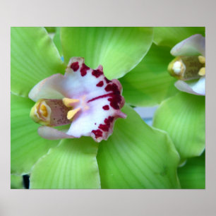 Poster Orchidées Vertes - Imprimantes, Toile, Cadre