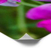 Poster Orchidées violettes (Coin)