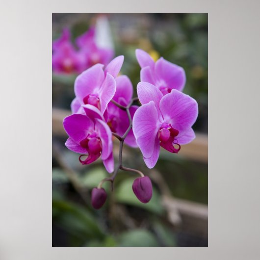 Poster Orchidées violettes en fleurs (Devant)