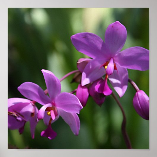 Poster Orchidées violettes sauvages sur l'affiche (Devant)