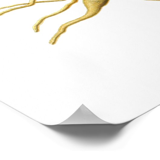 Poster Orchis latifolia (Coin)