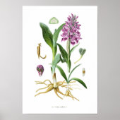 Poster Orchis latifolia (Devant)