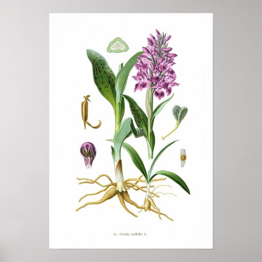 Poster Orchis latifolia (Devant)