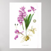Poster Orchis mascula (Devant)