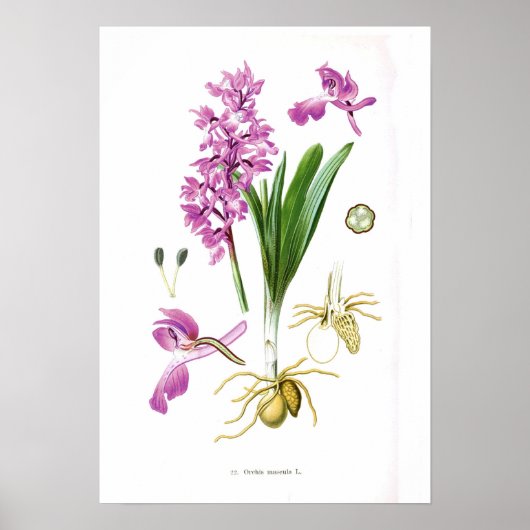 Poster Orchis mascula (Devant)