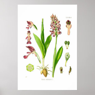 Poster Orchis militaris