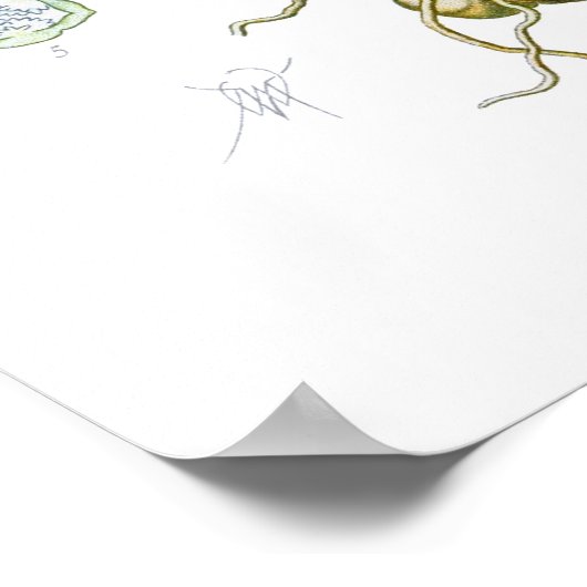 Poster Orchis morio (Coin)