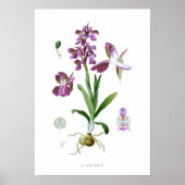 Poster Orchis morio (Devant)